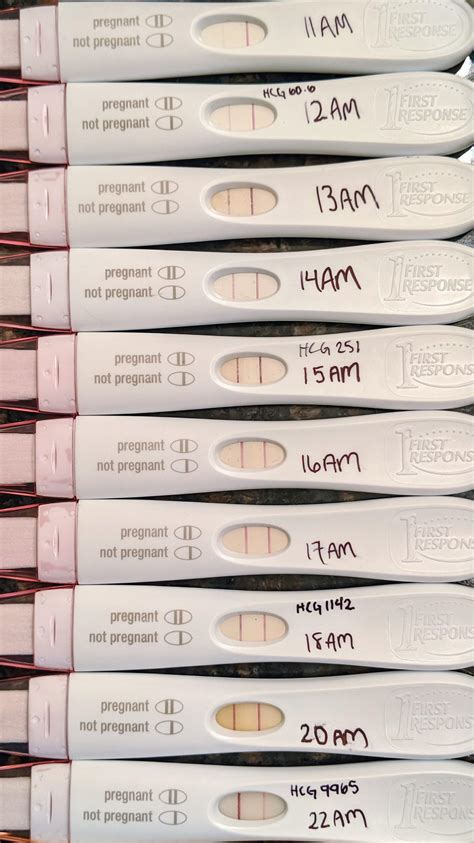 ベスト Good Line Progression Pregnancy Test 207305 Am I Pregnant Faint