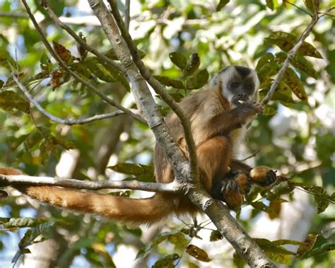 Azarass Capuchin Facts Diet Habitat And Pictures On Animaliabio