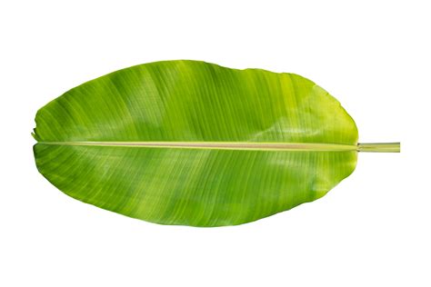 Green Banana Leaf Isolated On White Background 10870394 Png