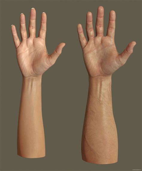 Female And Male Arms With Light Skin Forearm Anatomy Hand Anatomy