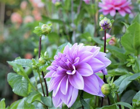 Dahlia Lilac Time 2 Zoe Woodward Gardening