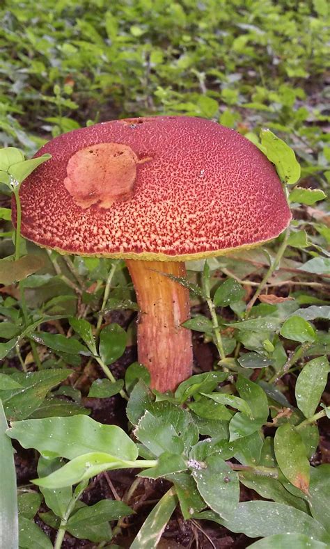 Florida Yard Mushroom Mushroom Hunting And Identification Shroomery