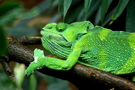 mellers chameleon  interesting facts  wildlife