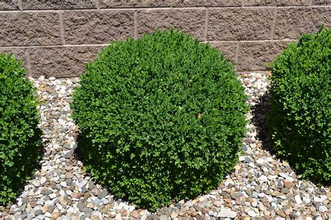 30 Low Maintenance Small Shrubs For Front Of House