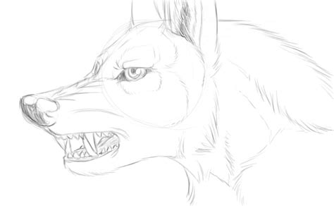 Wolf Growl Sketch By Xwolfpackleaderx On Deviantart