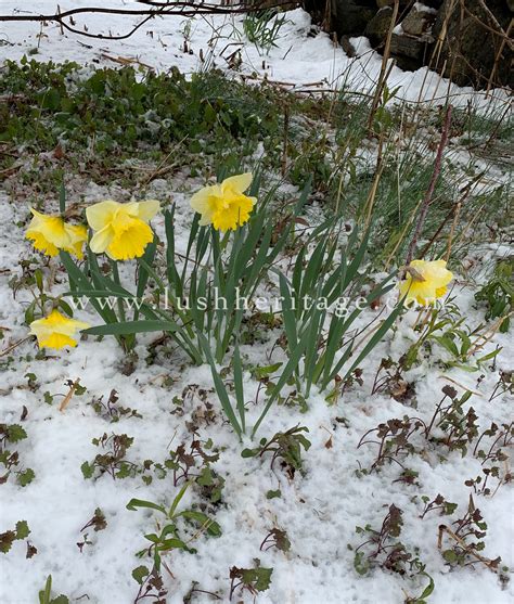 More Spring Snow Lush Heritage