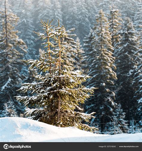 Scenic View Pine Trees Covered Snow Sunshine — Stock Photo © Haydmitriy