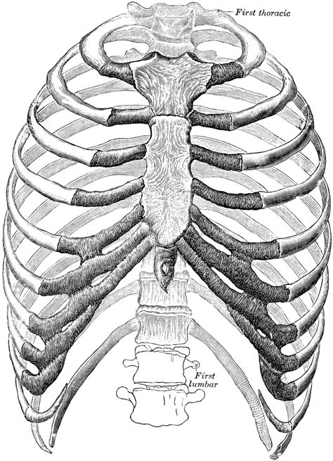 Human Anatomy Thorax