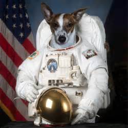 Only small stray mutts like laika were trained for space, since they were believed to be more adaptable to harsh conditions, and they took up less space. First Dog on the Moon: the New Senate! - Sunday Extra ...