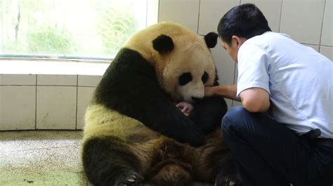 Giant Panda Birth Makes History Good Morning America