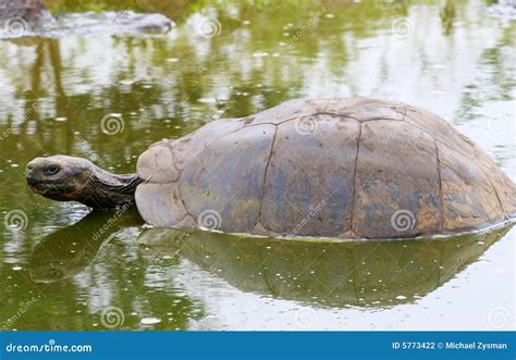 Giant Galapagos Tortoise Swimming Stock Photo Image Of Face Giant