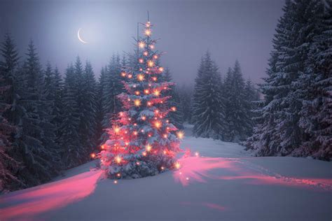 Outdoor Christmas Tree Wallpaper
