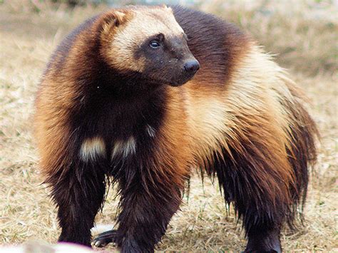 Check spelling or type a new query. Wolverine