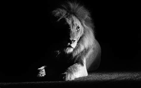 The Lion In Londolozi Photography By Alrik Thiriet