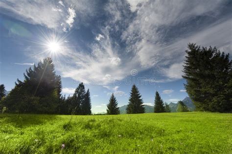 Several Trees With Mountain Meadow Clouds And Sun Stock Photo Image