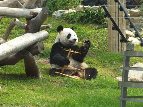 Macau Giant Panda Pavilion 2018 All You Need To Know Before You Go