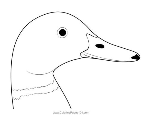 Mallard Duck Head Coloring Page Printable Coloring Pages Coloring