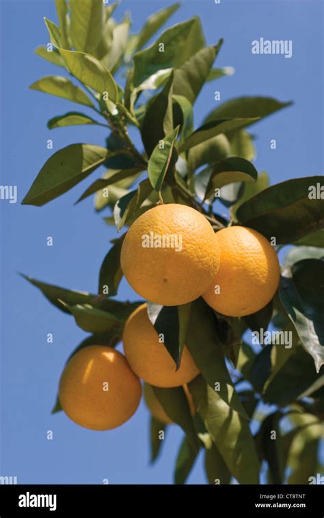 Citrus Sinensis Orange Stock Photo Alamy