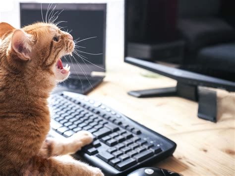 Cat Screaming At Keyboard Beyond Indigo Pets