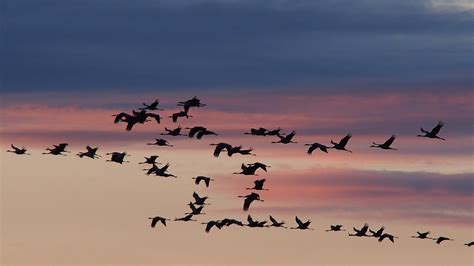 Climate Change Messing Up Birds Migration Patterns Courthouse News