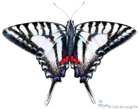 Painting Zebra Swallowtail Butterfly Original Art By Lisa Mclaughlin