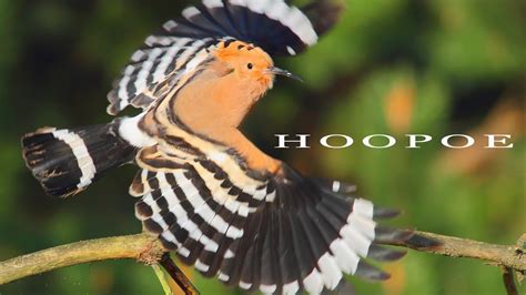 Bird Sounds Eurasian Hoopoe Singing At Sunrise Youtube