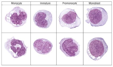 Morphological Evaluation Of Monocytes And Their Precursors