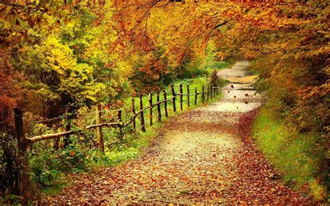 Download Country Road Covered In Dried Leaves Wallpaper