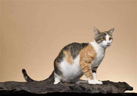 12 Rare Cat Breeds You Probably Didnt Know About