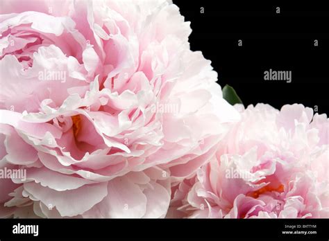 Pale Pink Flowers Peonies Detail Close Up Isolated On Black Great