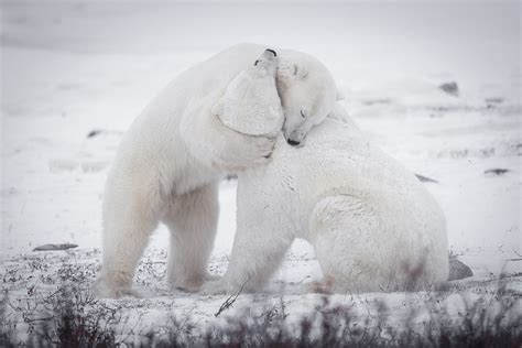 Now Thats A Bear Hug Fighting Polar Bears Appear To Share Loving