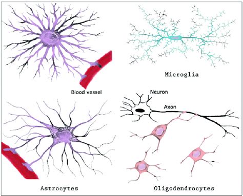 1 Morphologies Of The Three Principal Types Of Glial Cells