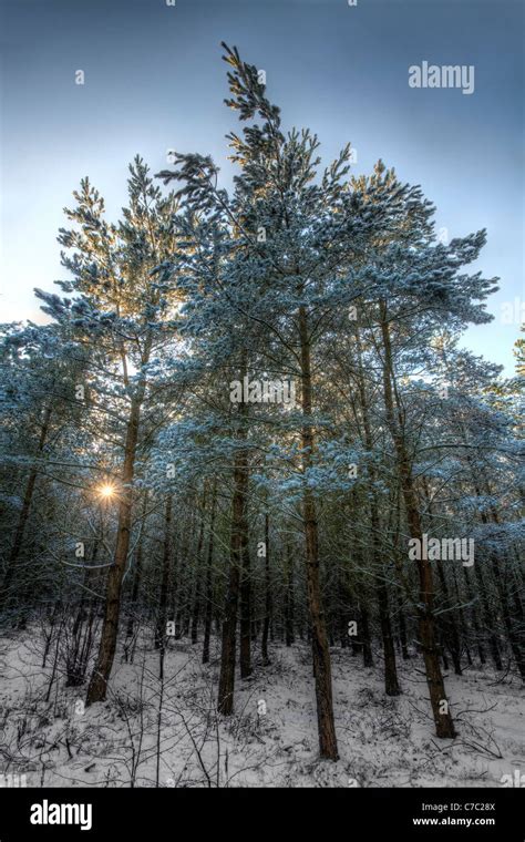Pine Forest Clearing High Resolution Stock Photography And Images Alamy