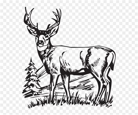 Free Whitetail Deer Cliparts Download Free Whitetail Deer Cliparts Png