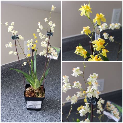 Oncidium Twinkle White Oncidium Twinkle White In Gardentags Plant