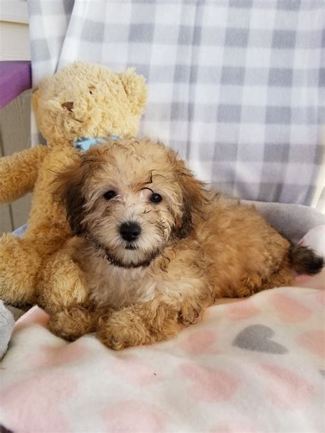 Their small size makes them a favorite. YorkiePoo Puppies For Sale | Farm to Market 471, TX #305261