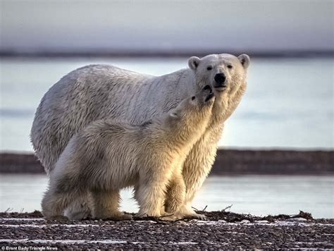 Adorable Photos Show Polar Bears Play Fighting And