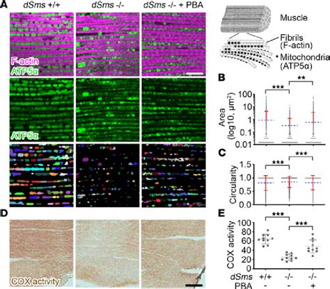 Pba Treatment Partially Restores Mitochondria In A Drosophila Srs