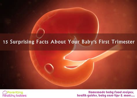 15 Surprising Facts About Your Babys First Trimester