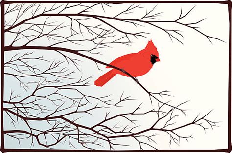 Cardinal Clip Art Vector Images And Illustrations Istock