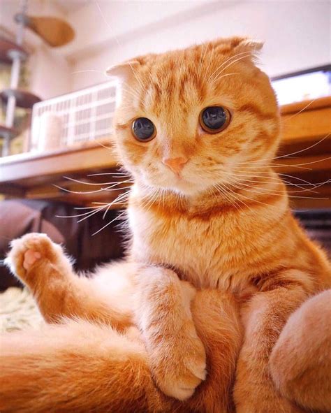 Outrageously Cute Orange Kitty Source Bitly2qxhskx Kittens