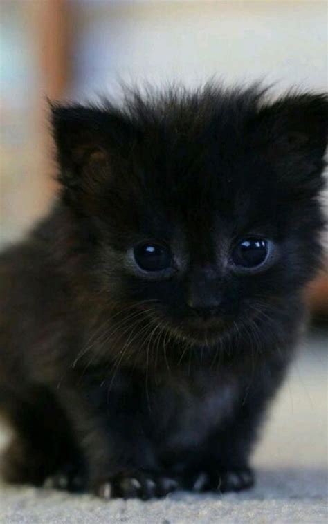 Fluffy Black Kitten Blackcats Cute Black Kitten Cute Cats And