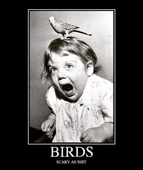 Pin By Douglas Stanley On Humour Funny Bird Pictures Funny Birds Funny