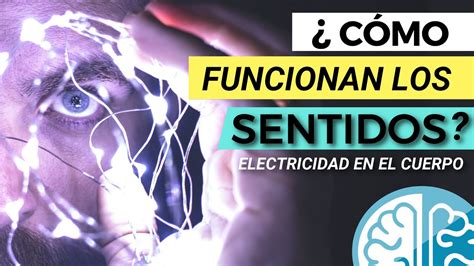 ¿electricidad En El Cuerpo Humano ⚡️😱⚡️ Sensaciones Y SeÑales ElÉctricas ElectroestimulaciÓn