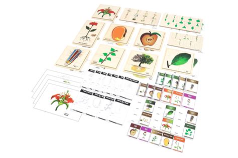 Montessori Materials Lower Elementary Classified Botany Nomenclature