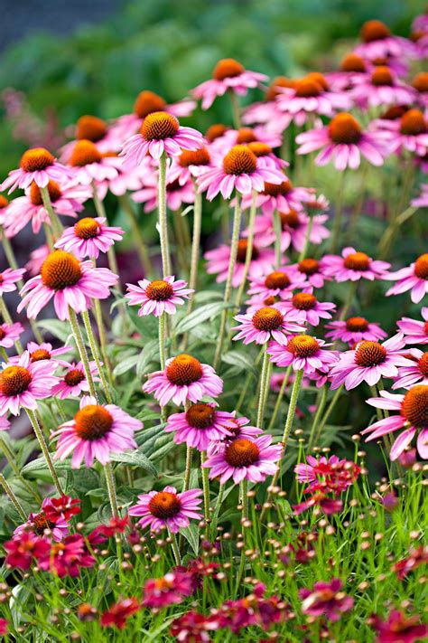 21 Hardy Perennials That Promise Unstoppable Color Every Year