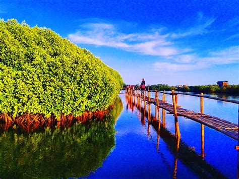 Lokasi dan Tiket Masuk Hutan Mangrove Pantai Congot, Kulon Progo Jogja