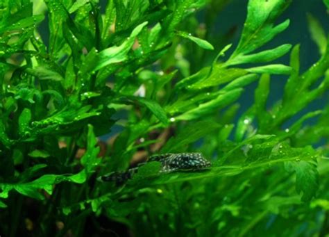 Dengan begitu banyaknya pilihan flora air, bagaimana seorang pemula memilih tingkat pencahayaan yang diperlukan: Tanaman Aquascape untuk Pemula yang Mudah Perawatannya ...