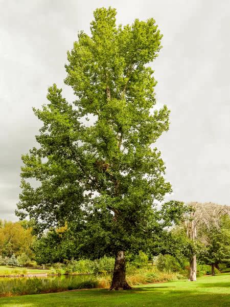 Assiniboine Poplar For Sale Treetimeca
