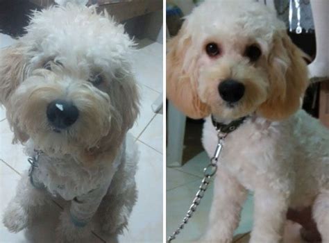 128 Dogs Before And After Their Haircuts Add Yours Dogs Different